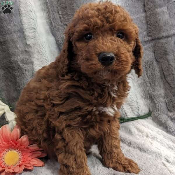 Petey, Miniature Poodle Puppy
